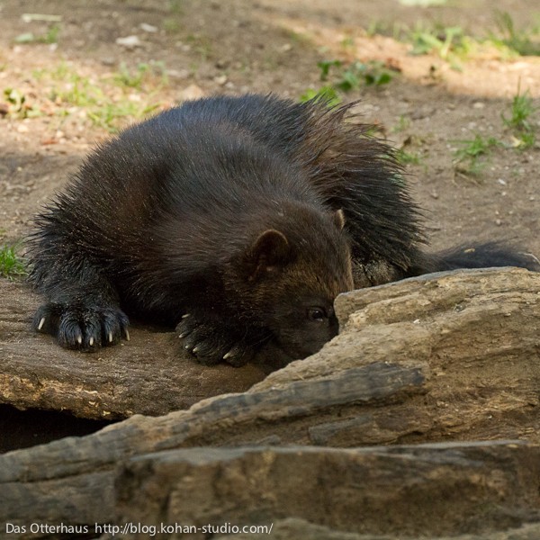 かっこいいクズリ！・デュイスブルク動物園 : Das Otterhaus 【カワウソ舎】