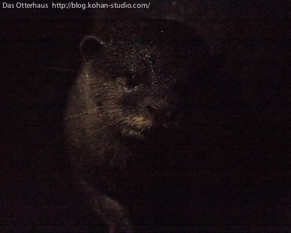 カワウソ ぬいぐるみ 自立ぬい ナイトサファリ シンガポール