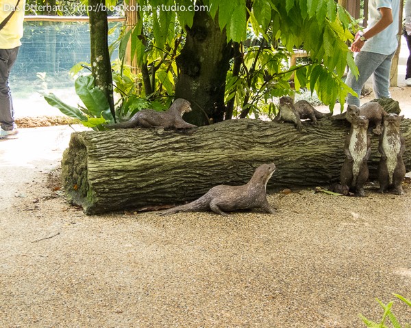 コツメ大出世＠シンガポール動物園 : Das Otterhaus 【カワウソ舎】