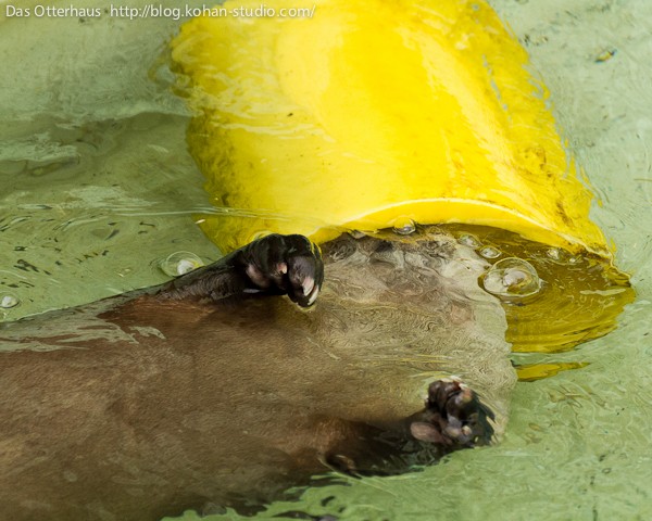 釧路カワウソ・ヒヨコ食なかま : Das Otterhaus 【カワウソ舎】