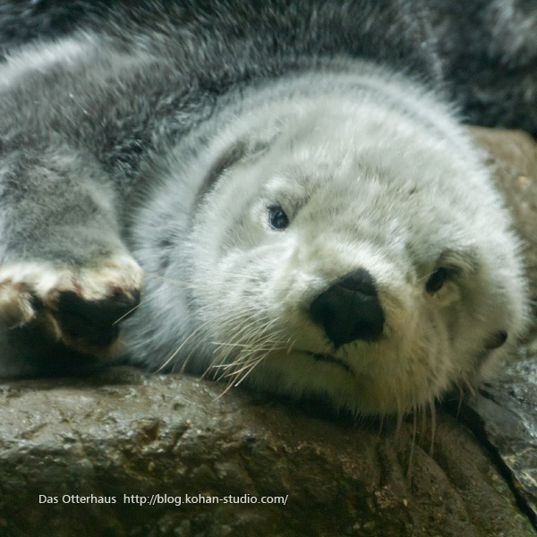 ラッコもカワウソ : Das Otterhaus 【カワウソ舎】