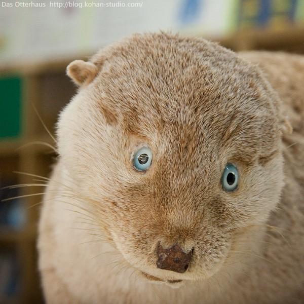 いなくなっちゃったカワウソ : Das Otterhaus 【カワウソ舎】