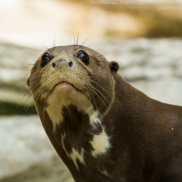世界最大のカワウソ4・ハーゲンベック動物公園その2 : Das
