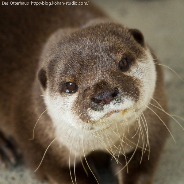 コツメカワウソ コツメカワウソ。 いつも忙しないコツメカワウソ😅 📷️2025.5