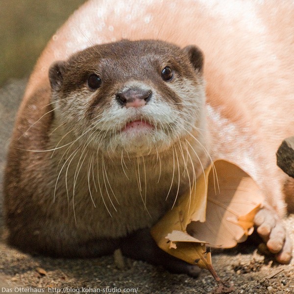 千葉カワウソ・木陰編 : Das Otterhaus 【カワウソ舎】旧サイト