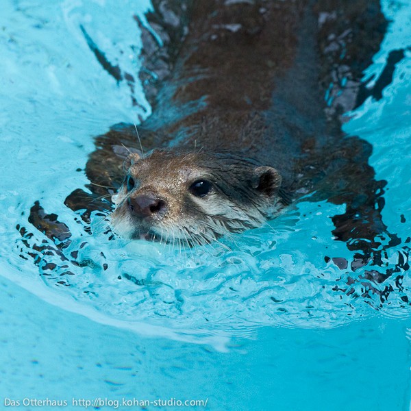 カワウソ① のいちカワウソ・ヘビメタな泳ぎ : Das Otterhaus 【カワウソ舎