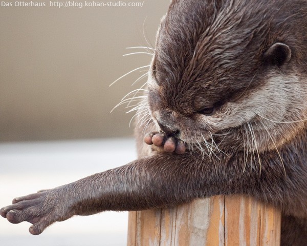 ニジマス・カワウソ : Das Otterhaus 【カワウソ舎】旧サイト ニジマス・カワウソ : Das Otterhaus 【カワウソ舎】旧サイト