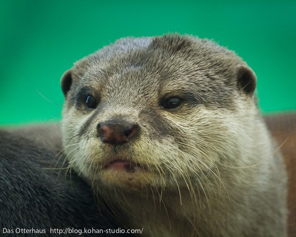 鳥羽カワウソ・ラッコもね！ : Das Otterhaus 【カワウソ舎】旧