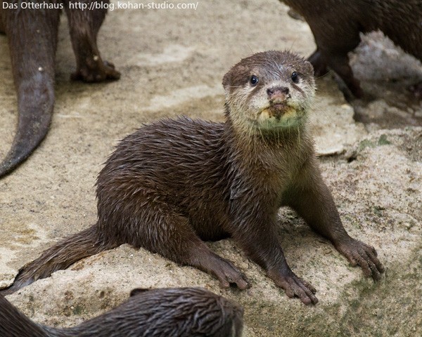 千葉カワウソ・ベルモンテ : Das Otterhaus 【カワウソ舎】