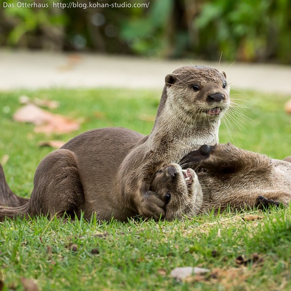 市川カワウソ・赤外線ちびうそ : Das Otterhaus 【カワウソ舎