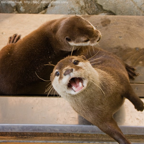 カワウソって目はいいの？ : Das Otterhaus 【カワウソ舎】旧サイト