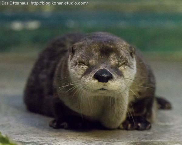 新潟カワウソ・ご長寿カナダばーちゃん : Das Otterhaus
