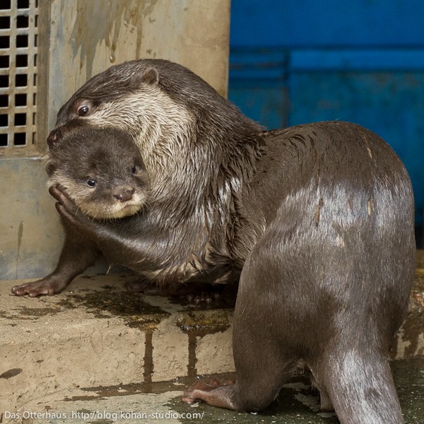 市川カワウソ・かっこいいちびうそ : Das Otterhaus 【カワウソ舎】旧
