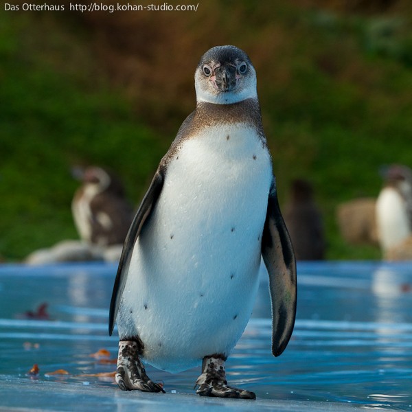 埼玉ペンギンヒルズ！ : Das Otterhaus 【カワウソ舎】旧サイト