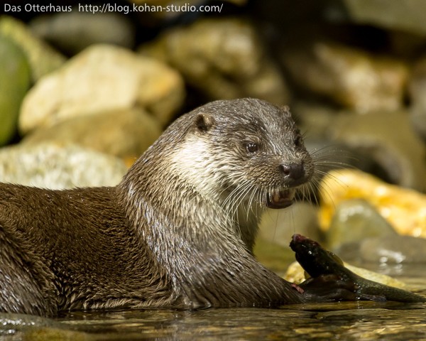 いなわしろカワセミ水族館のカワウソ : Das Otterhaus