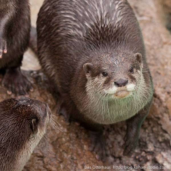 千葉カワウソ・スー＆ベルの旅立ち！ : Das Otterhaus 【カワウソ舎】