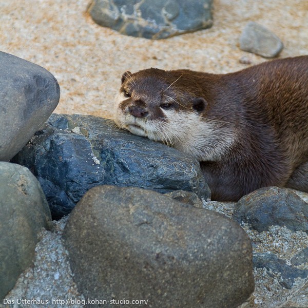 徳山カワウソ・お食事が高級魚？ : Das Otterhaus 【カワウソ舎】