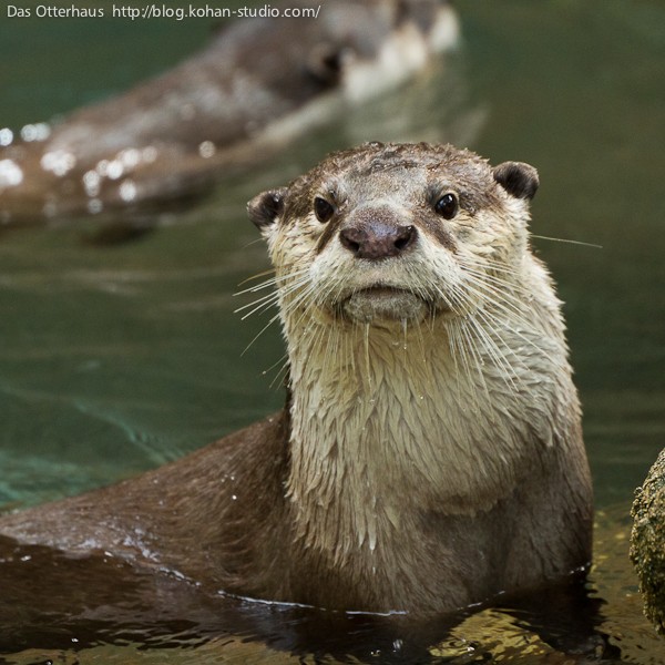 のいちカワウソ・ヘビメタな泳ぎ : Das Otterhaus 【カワウソ舎