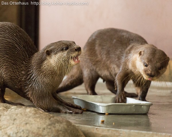 とべカワウソ・お菓子兄弟とオッターカー : Das Otterhaus