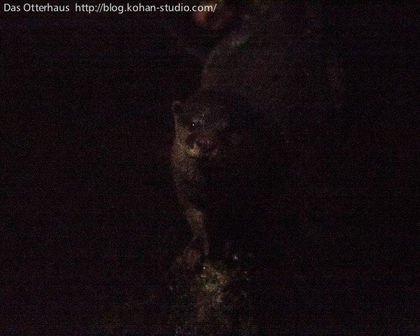 ナイトサファリの分別カワウソ！ : Das Otterhaus 【カワウソ舎