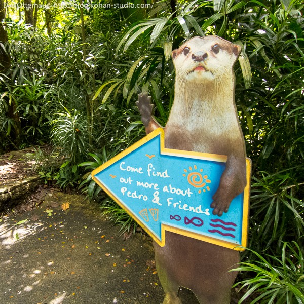 コツメ大出世＠シンガポール動物園 : Das Otterhaus 【カワウソ