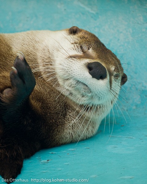 釧路カワウソ・また来ますよ : Das Otterhaus 【カワウソ舎】旧