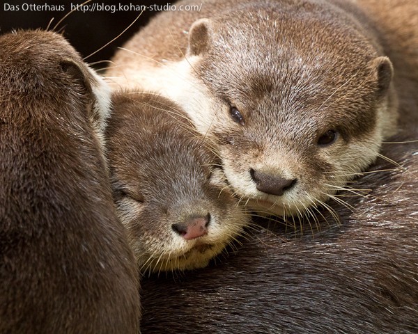 千葉カワウソ・つくづくカワウソの謎 : Das Otterhaus