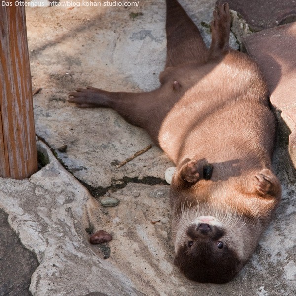 ニジマス・カワウソ : Das Otterhaus 【カワウソ舎】旧サイト