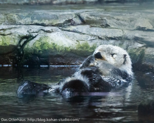 鹿児島ラッコ・チェリーさん : Das Otterhaus 【カワウソ舎】旧サイト