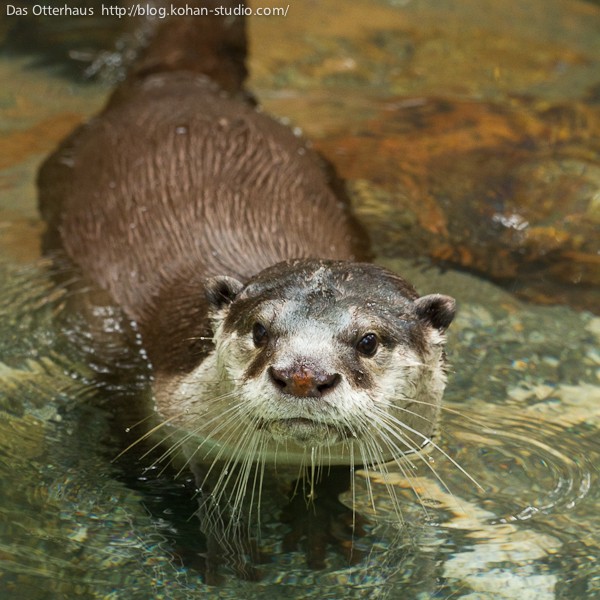 のいちカワウソ・ヘビメタな泳ぎ : Das Otterhaus 【カワウソ舎