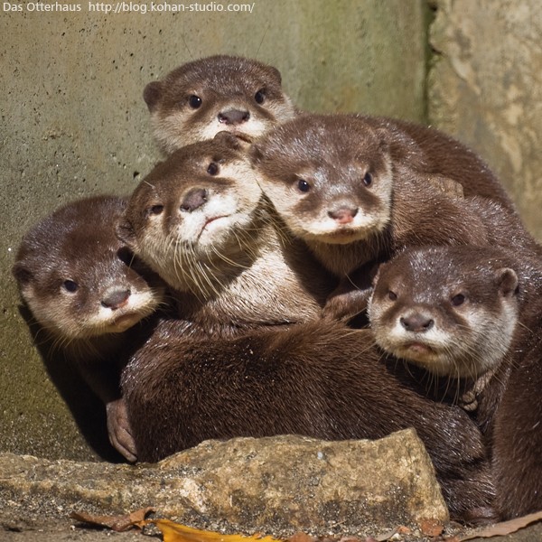 ふわほわカワウソ : Das Otterhaus 【カワウソ舎】