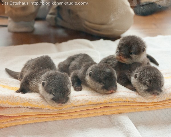 カワウソ梅 大阪カワウソ・ベビうそ爆弾！ : Das Otterhaus 【カワウソ舎