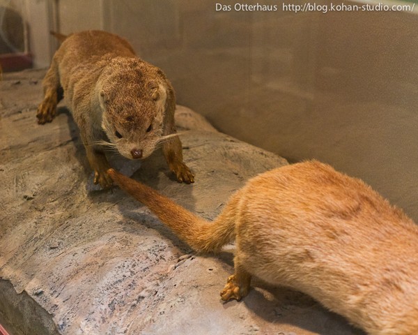 カワウソの海 : Das Otterhaus 【カワウソ舎】