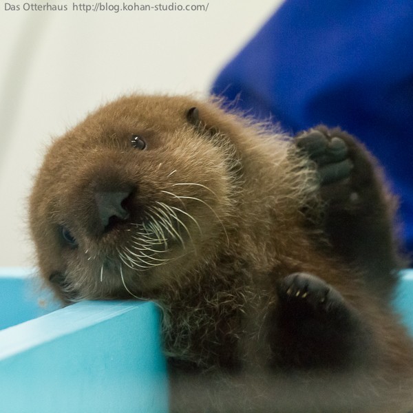 かわいい海の生き物♡べす 61I1vd-MzvL._UF1000,1000_QL80_.jpg