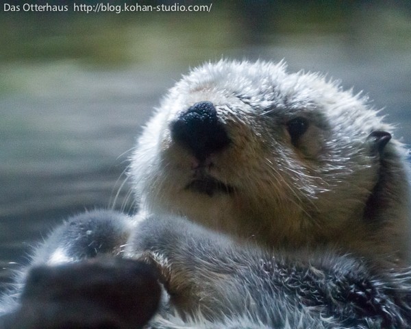 鹿児島ラッコ・チェリーさん : Das Otterhaus 【カワウソ舎】旧サイト