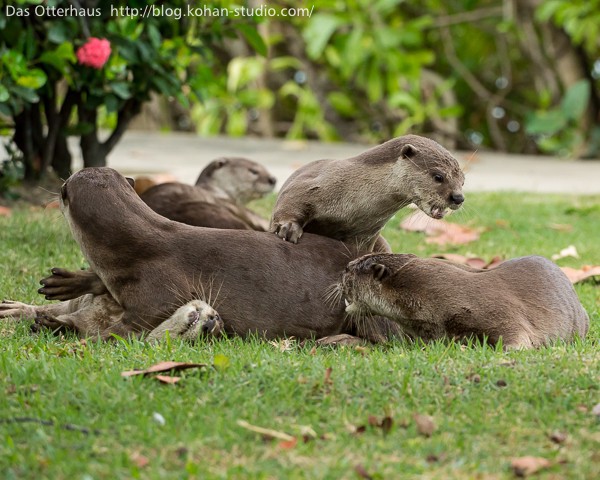 カワウソ カワウソ 60 | HANSA