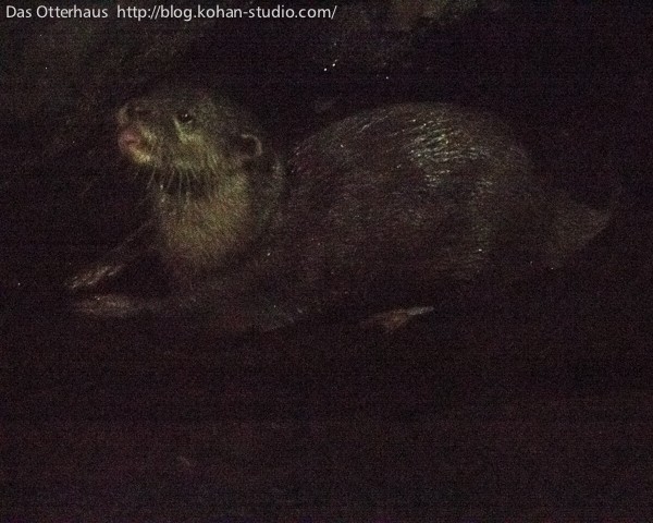 ナイトサファリの分別カワウソ！ : Das Otterhaus 【カワウソ舎