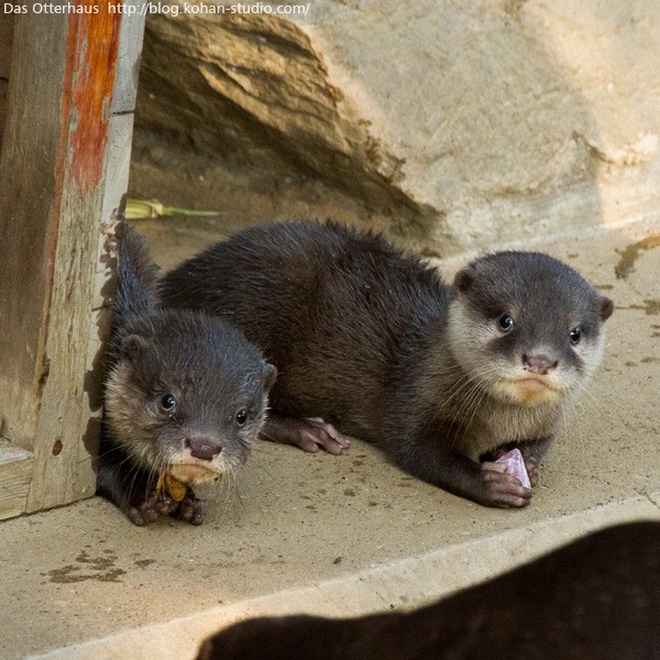 市川カワウソ・初ワカサギ? : Das Otterhaus 【カワウソ舎】旧 市川カワウソ・初ワカサギ? : Das Otterhaus 【カワウソ舎】旧