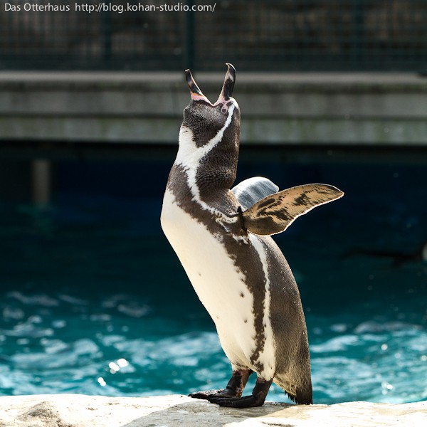 フンボルトペンギン特別保護区（ただし下関の） : Das Otterhaus