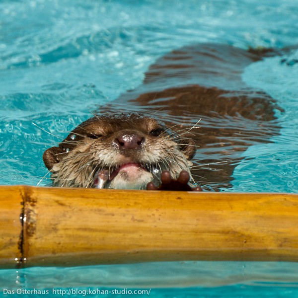 平川カワウソ・ひみつへいき登場 : Das Otterhaus 【カワウソ舎】旧サイト