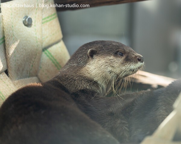 神戸アトアカワウソ : Das Otterhaus 【カワウソ舎】