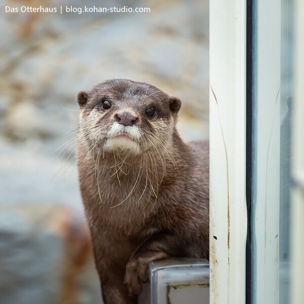 うみたまご 2406_2 : Das Otterhaus 【カワウソ舎】