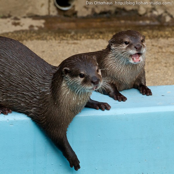 カワウソ　cb22 平川カワウソ・ひみつへいき登場 : Das Otterhaus 【カワウソ舎