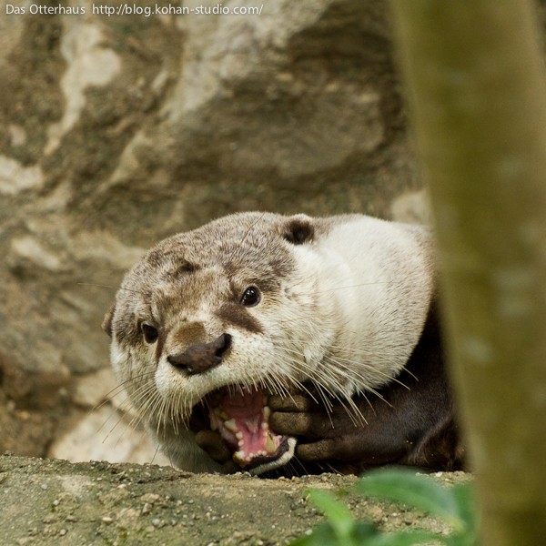 のいちカワウソ・ツメナシ百面相 : Das Otterhaus 【カワウソ舎】旧サイト
