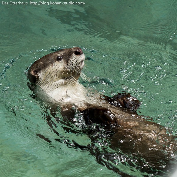 のいちカワウソ・ツメナシ百面相 : Das Otterhaus 【カワウソ舎】旧サイト