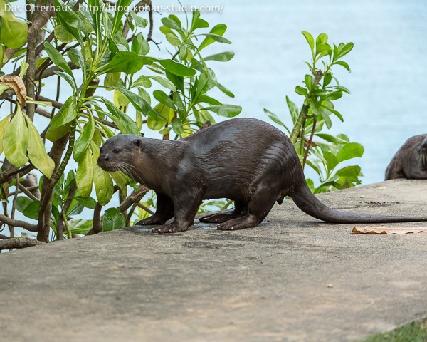 カワウソ探索3＠シンガポール : Das Otterhaus 【カワウソ舎】