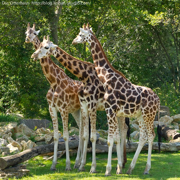ロスチャイルドキリン・ライプツィヒ動物園 : Das Otterhaus