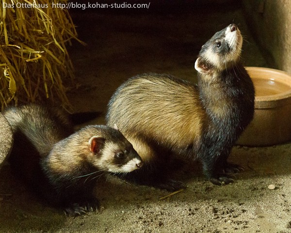 ヨーロッパケナガイタチ・ドイツカワウソセンター : Das ヨーロッパケナガイタチ・ドイツカワウソセンター : Das