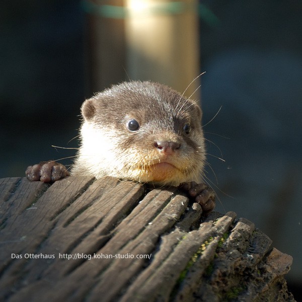 多摩カワウソ・またちびうそ！ : Das Otterhaus 【カワウソ舎