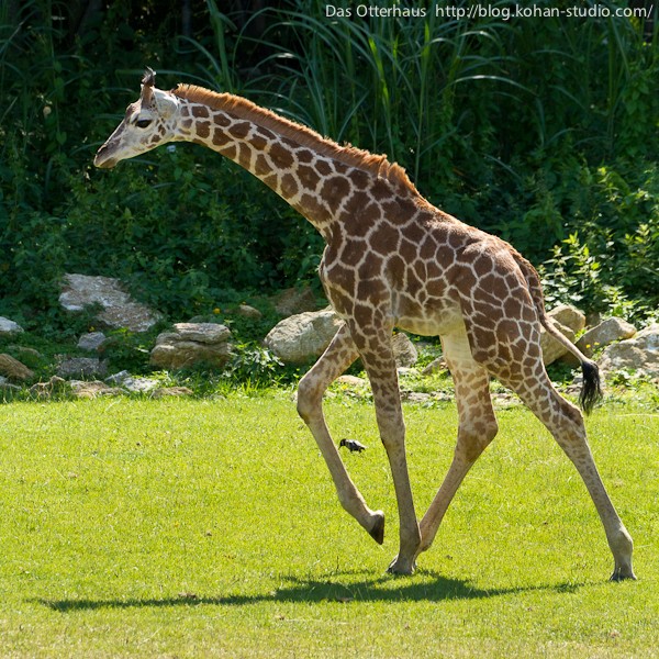 ソフビ 海外 幻狐舎 キリン 麒麟 シカ リス 麟核 狂骨 frogtree ソフビ りんかく FROG TREE「麟核（りんかく